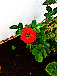 Close-up of red flowering plant