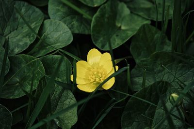 Close-up of yellow flowering plant