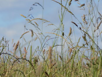 Close-up of grass against sky