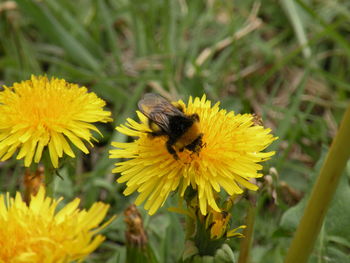 Close-up of bee on yellow flower