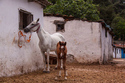 Horse and foal standing against barn