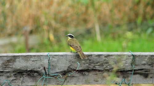 Close-up of bird perching on wood