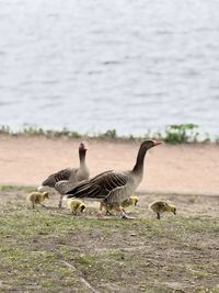 Close-up of duck drinking water