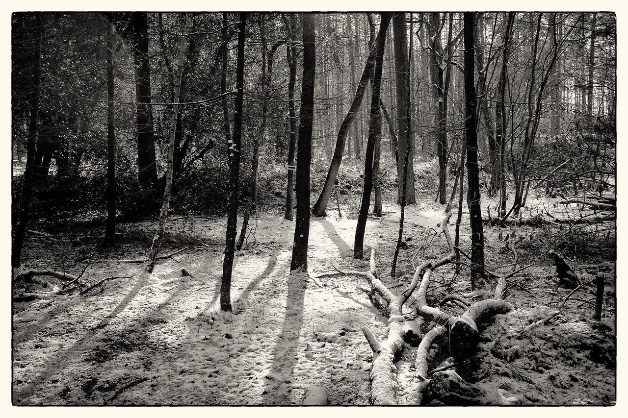 SCENIC VIEW OF TREES IN FOREST