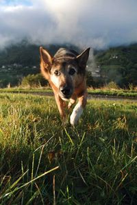 Portrait of dog in grass