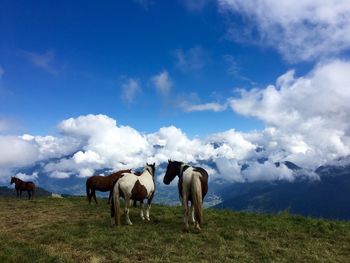 Horses on field against cloudy sky