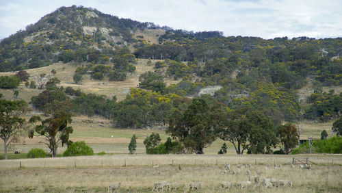 Trees on field against sky