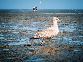 View of seagull on beach