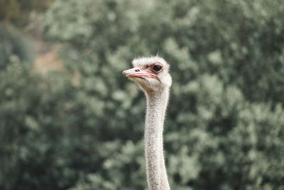 Close-up of a bird