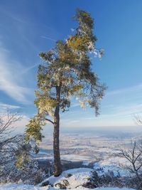 Trees on snow covered land against sky