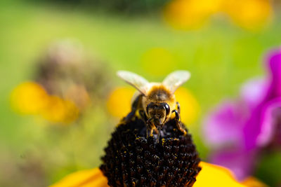 Close-up of bee pollinating on flower