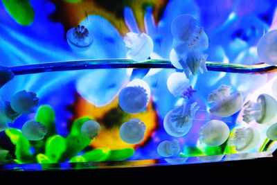 Close-up of jellyfish swimming in aquarium