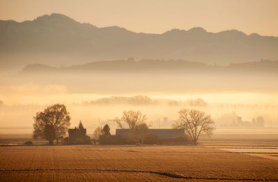Foggy farmland in the skagit valley, washington. 