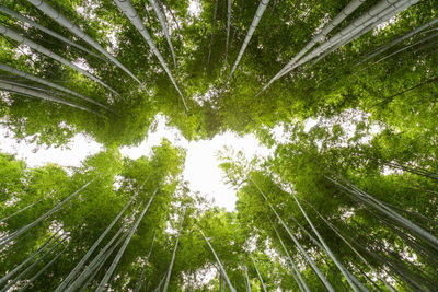 Low angle view of bamboo trees in forest