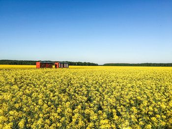 Scenic view of field against clear sky