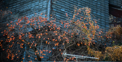 Close-up of autumn tree