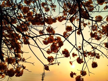 Low angle view of tree against sky at sunset