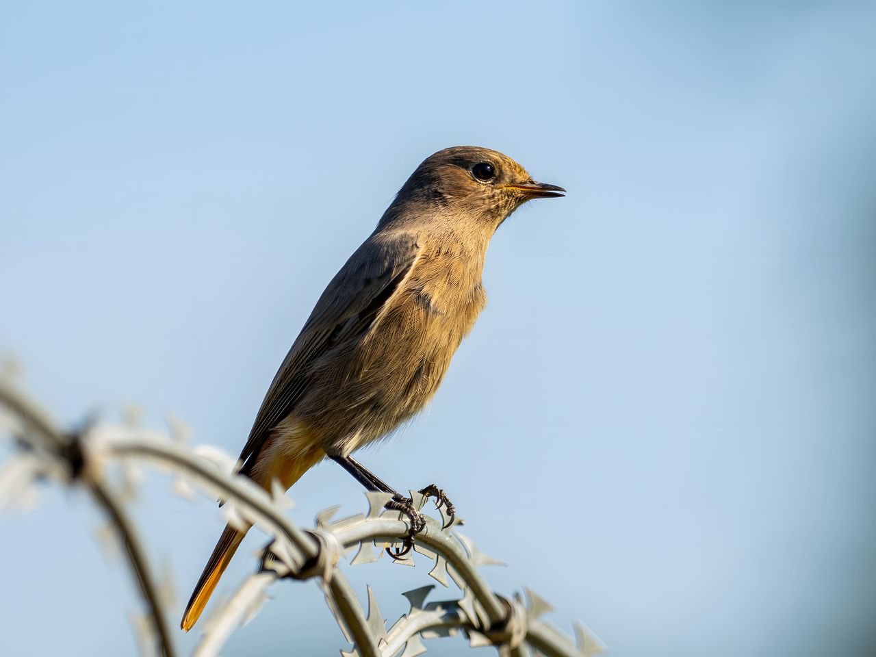 bird, animal themes, animal, animal wildlife, wildlife, one animal, beak, nature, perching, branch, close-up, robin, no people, day, songbird, outdoors, sky, sunny, full length, clear sky, plant, sparrow, focus on foreground, selective focus