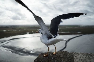 Close-up of bird on lake against sky