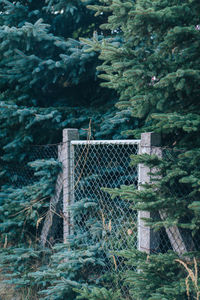 Fence by trees in forest