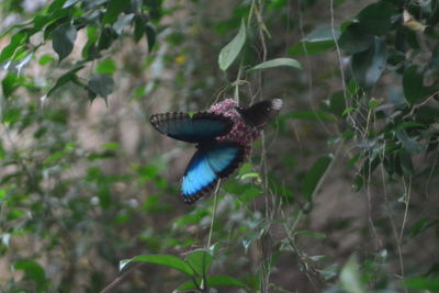 Close-up of butterfly pollinating flower