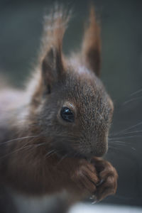 Close-up of a rabbit