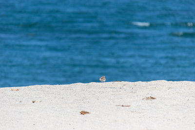 View of a horse on the beach