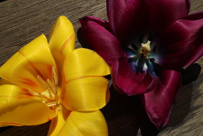 Close-up of yellow flower on table