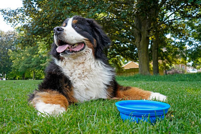 Dog looking away in lawn