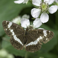Close-up of butterfly pollinating on flower