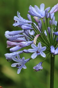 Close-up of purple flowering plant