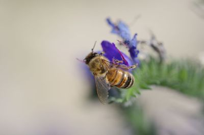 Close-up of bee pollinating on flower