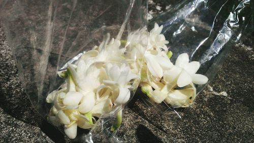 Close-up of white flowers