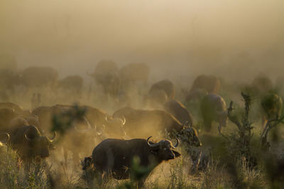 View of horses on field during sunset