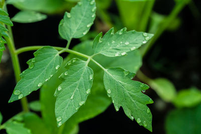 Close-up of wet plant leaves