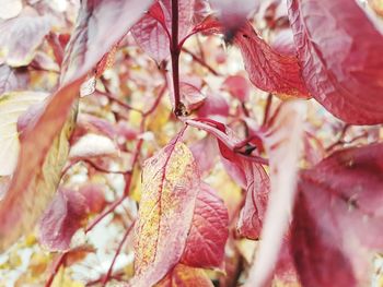 Close-up of autumn leaves on tree