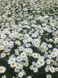 High angle view of white flowering plants