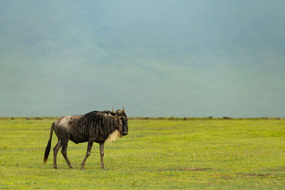 Wildebeest walking on grassy field against sky