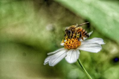 Close-up of bee pollinating on flower