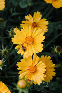 Close-up of bee pollinating on yellow flower