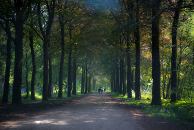 Road amidst trees in forest