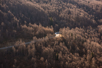 High angle view of trees and plants in forest