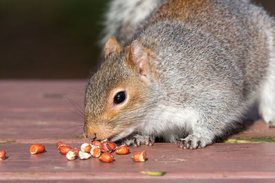 Portrait of a grey squirrel eating nuts off of a picnic table.