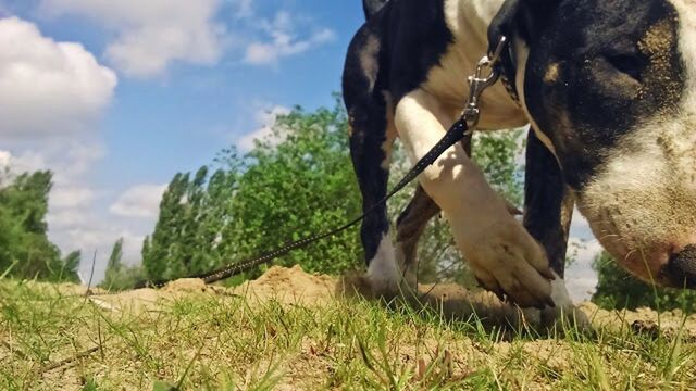 CLOSE-UP OF HORSE ON MOUNTAIN