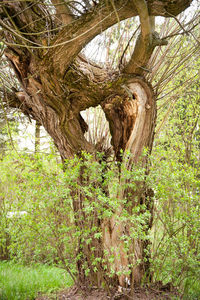 Trees growing in forest