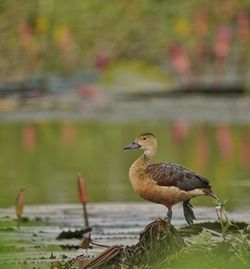 Close-up of bird perching on a lake