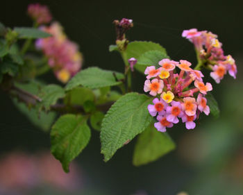 Close-up of flowering plant