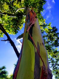 Low angle view of a tree