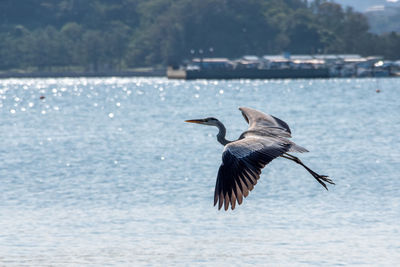 Bird flying over sea