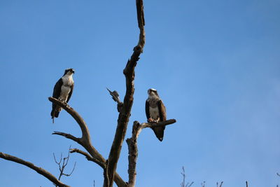 Low angle view of bird perching on branch against clear blue sky